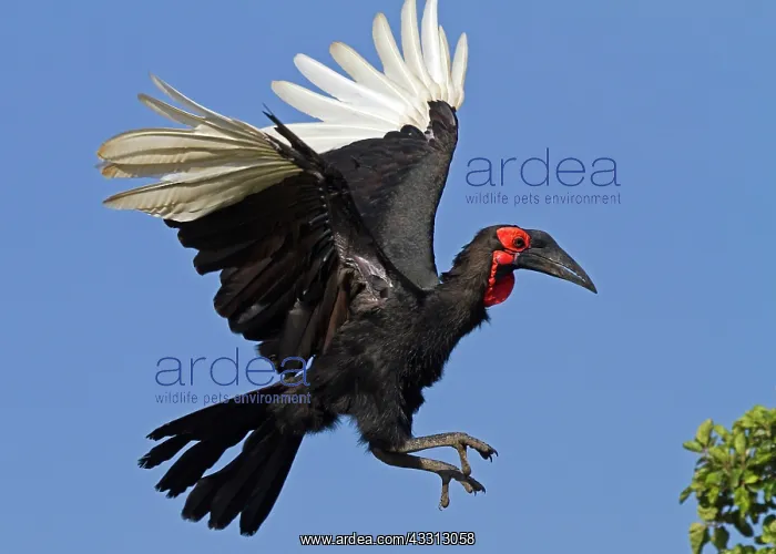 : 80189745 Southern Ground Hornbill Agenzia Giornalistica : 80189745 Southern Ground Hornbill Agenzia Giornalistica