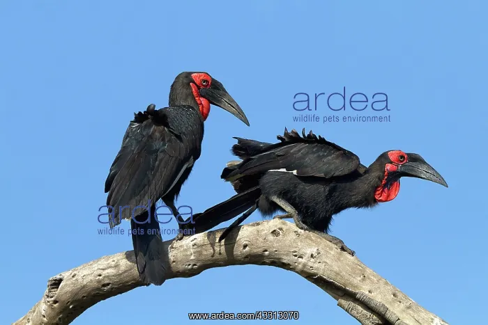 : 80189746 Southern Ground Hornbill Agenzia Giornalistica : 80189746 Southern Ground Hornbill Agenzia Giornalistica