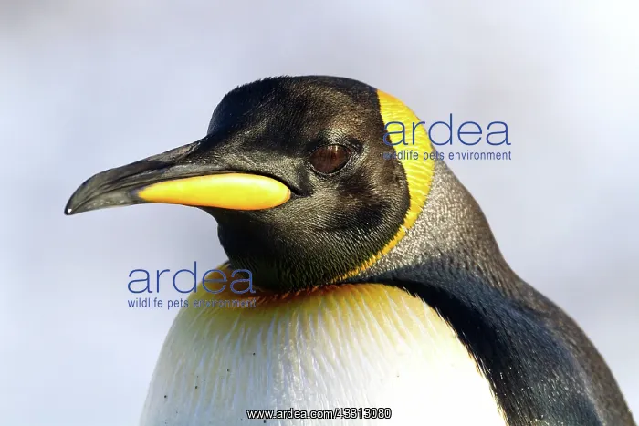 : 80189747 King Penguin Agenzia Giornalistica Fotografica : 80189747 King Penguin Agenzia Giornalistica Fotografica