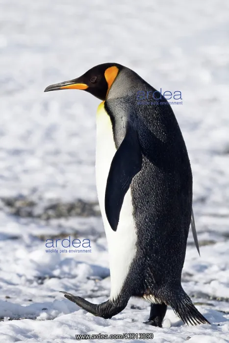 : 80189748 King Penguin Agenzia Giornalistica Fotografica : 80189748 King Penguin Agenzia Giornalistica Fotografica