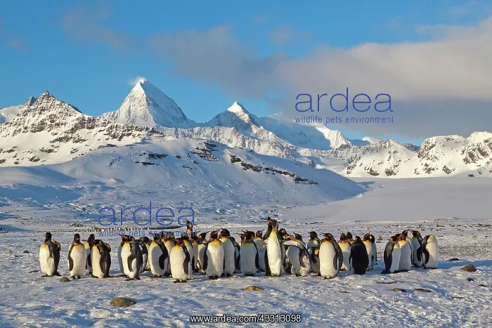 : 80189749 King Penguin Agenzia Giornalistica Fotografica : 80189749 King Penguin Agenzia Giornalistica Fotografica