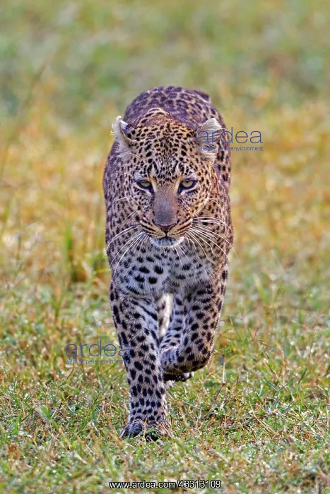: 80189750 Leopard Agenzia Giornalistica Fotografica : 80189750 Leopard Agenzia Giornalistica Fotografica