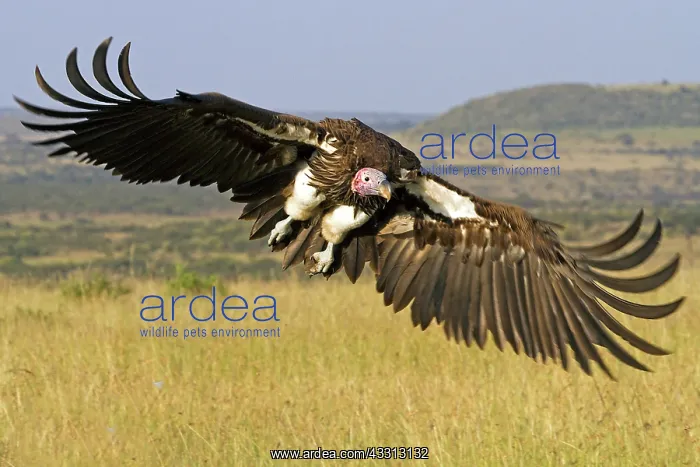 : 80189751 Lappet-faced Vulture Agenzia Giornalistica : 80189751 Lappet-faced Vulture Agenzia Giornalistica