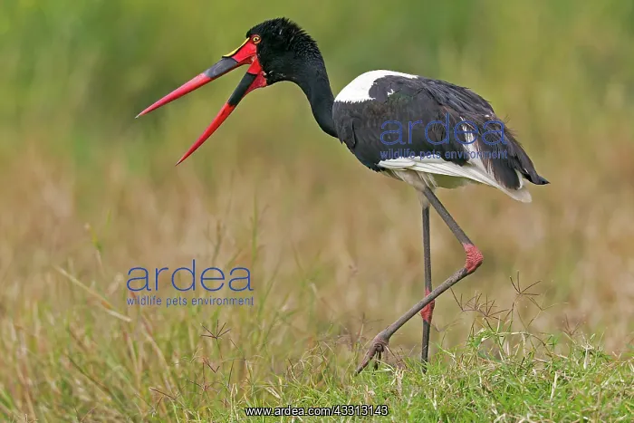 : 80189752 Saddle-billed Stork Agenzia Giornalistica : 80189752 Saddle-billed Stork Agenzia Giornalistica