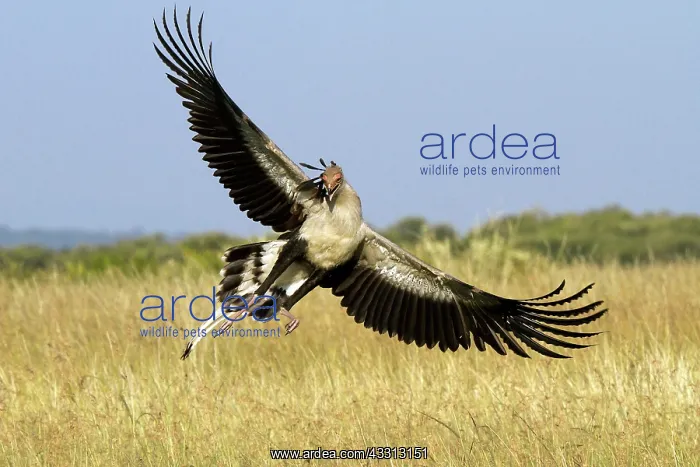 : 80189753 Secretary Bird Agenzia Giornalistica Fotografica : 80189753 Secretary Bird Agenzia Giornalistica Fotografica
