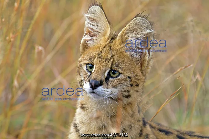 : 80189754 Serval Agenzia Giornalistica Fotografica : 80189754 Serval Agenzia Giornalistica Fotografica