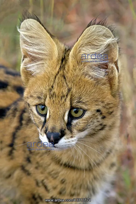 : 80189755 Serval Agenzia Giornalistica Fotografica : 80189755 Serval Agenzia Giornalistica Fotografica