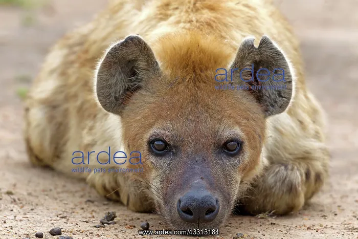 : 80189756 Spotted Hyena Agenzia Giornalistica Fotografica : 80189756 Spotted Hyena Agenzia Giornalistica Fotografica