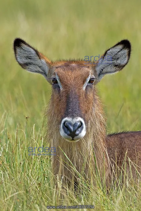 : 80189757 Waterbuck Lake Nakuru, Kenya Agenzia Giornalistica : 80189757 Waterbuck Lake Nakuru, Kenya Agenzia Giornalistica