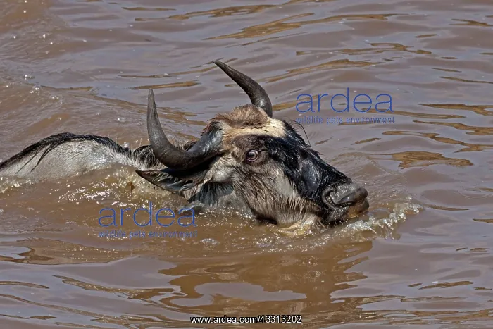  : 80189758 Gnu - migration Kenya Agenzia Giornalistica