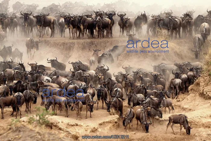 : 80189759 Gnu - migration Kenya Agenzia Giornalistica : 80189759 Gnu - migration Kenya Agenzia Giornalistica