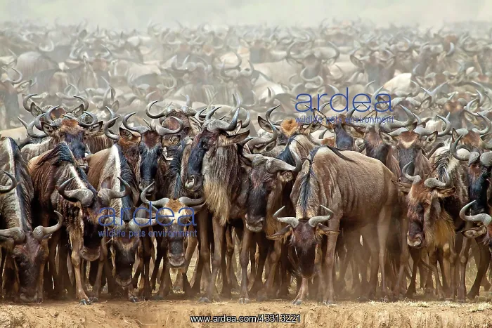  : 80189760 Gnu - migration Kenya Agenzia Giornalistica
