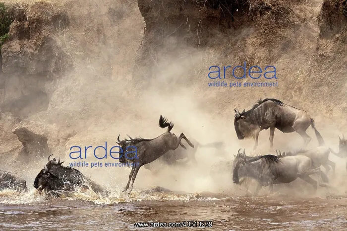 : 80189761 Gnu - migration Kenya Agenzia Giornalistica : 80189761 Gnu - migration Kenya Agenzia Giornalistica