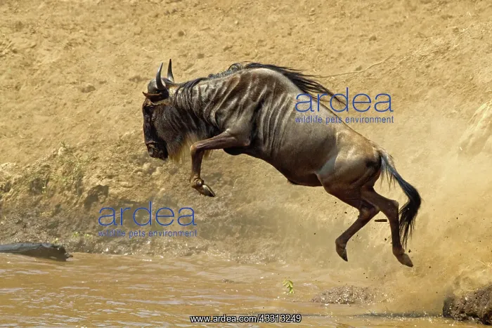 : 80189762 Gnu - migration Kenya Agenzia Giornalistica : 80189762 Gnu - migration Kenya Agenzia Giornalistica