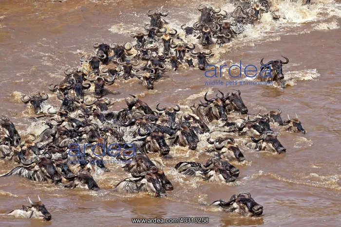 : 80189763 Gnu - migration Kenya Agenzia Giornalistica : 80189763 Gnu - migration Kenya Agenzia Giornalistica