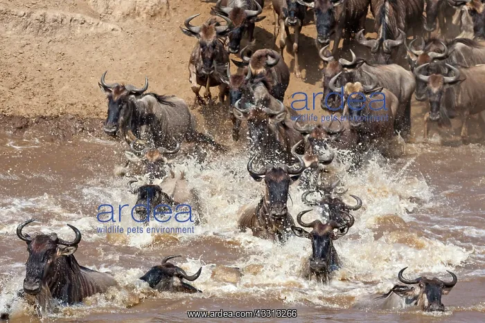  : 80189764 Gnu - migration Kenya Agenzia Giornalistica
