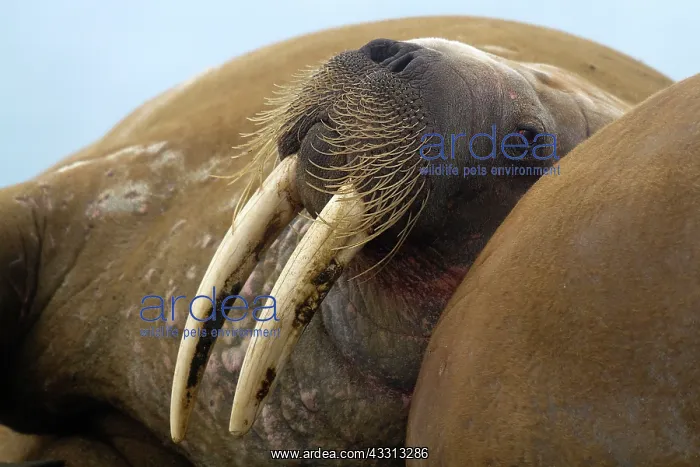 : 80189766 Walrus Svalbard Agenzia Giornalistica Fotografica : 80189766 Walrus Svalbard Agenzia Giornalistica Fotografica