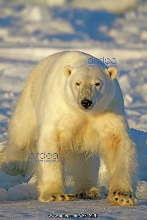 : 80189767 Polar Bear Svalbard Agenzia Giornalistica : 80189767 Polar Bear Svalbard Agenzia Giornalistica