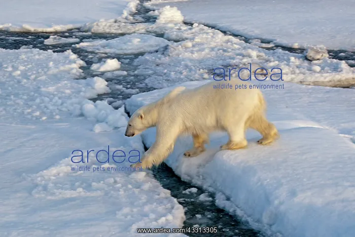 : 80189768 Polar Bear Svalbard Agenzia Giornalistica : 80189768 Polar Bear Svalbard Agenzia Giornalistica
