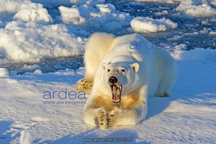 : 80189769 Polar Bear Svalbard Agenzia Giornalistica : 80189769 Polar Bear Svalbard Agenzia Giornalistica