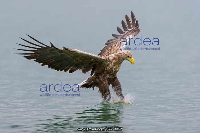 : 80189770 Sea Eagle / Erne / White-tailed Eagle Haliaeetus : 80189770 Sea Eagle / Erne / White-tailed Eagle Haliaeetus