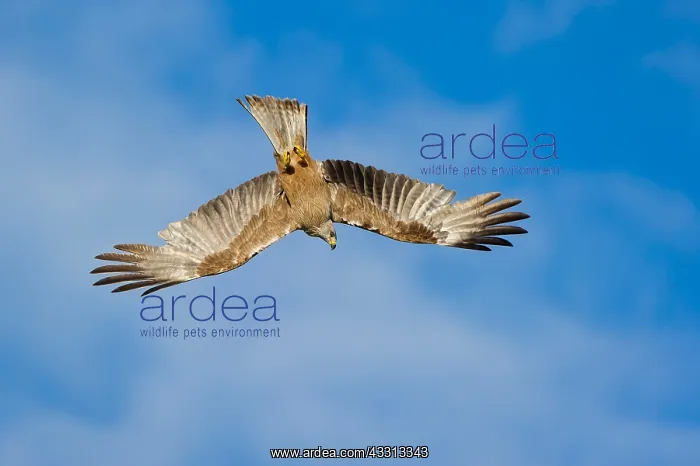 : 80189771 Black Kite - in flight Milvus migrans Agenzia : 80189771 Black Kite - in flight Milvus migrans Agenzia