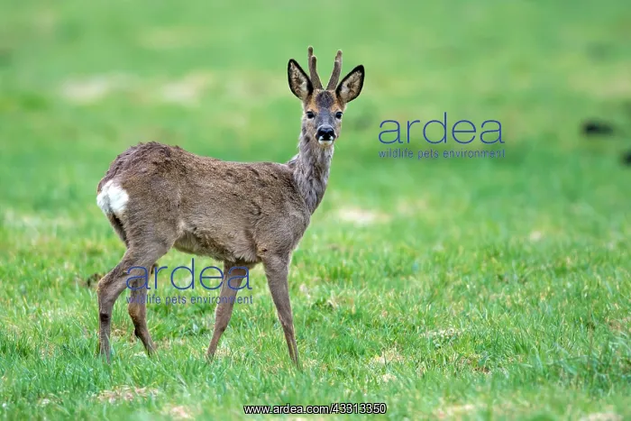 : 80189773 Roebuck - young Agenzia Giornalistica : 80189773 Roebuck - young Agenzia Giornalistica