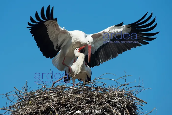  : 80189776 White Stork Ciconia ciconia Agenzia Giornalistica