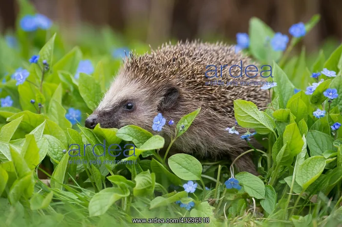 : 80189778 Hedgehog Agenzia Giornalistica Fotografica : 80189778 Hedgehog Agenzia Giornalistica Fotografica