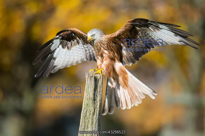  : 80189779 Red Kite Milvus milvus Agenzia Giornalistica
