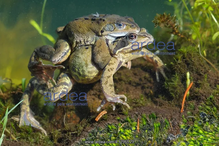 : 80189780 Grass Frog - spawning season Agenzia Giornalistica : 80189780 Grass Frog - spawning season Agenzia Giornalistica