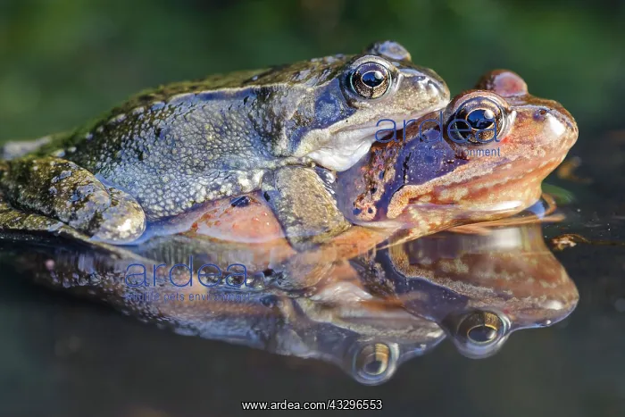 : 80189781 Grass Frog - spawning season Agenzia Giornalistica : 80189781 Grass Frog - spawning season Agenzia Giornalistica