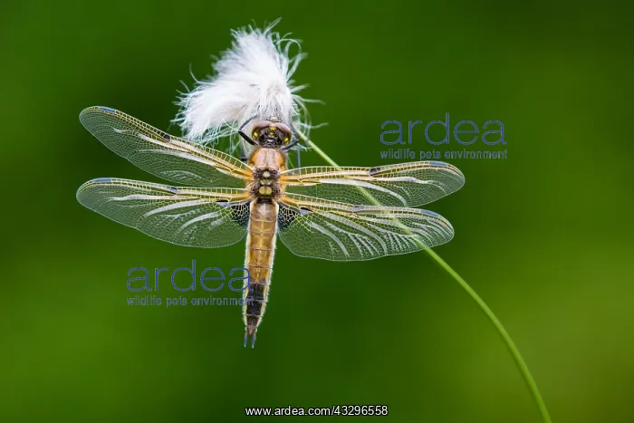  : 80189782 4 Spot Dragonfly Agenzia Giornalistica