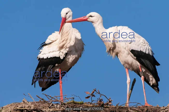  : 80189783 White Stork Ciconia ciconia Agenzia Giornalistica