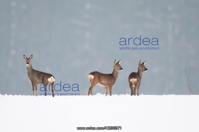 : 80189785 Roe Deer - in winter snow Agenzia Giornalistica : 80189785 Roe Deer - in winter snow Agenzia Giornalistica