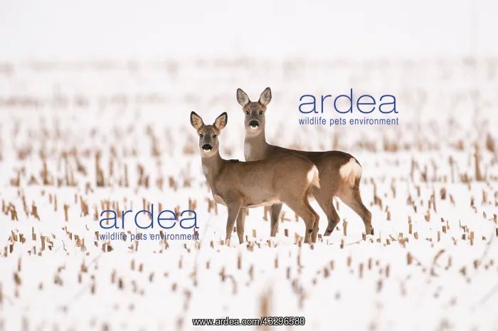  : 80189787 Roe Deer - in winter snow Agenzia Giornalistica
