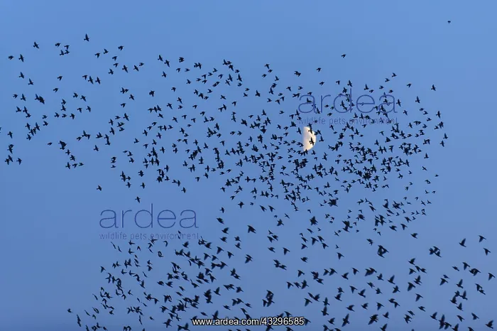 : 80189788 Starlings - in flight in the evening sky : 80189788 Starlings - in flight in the evening sky