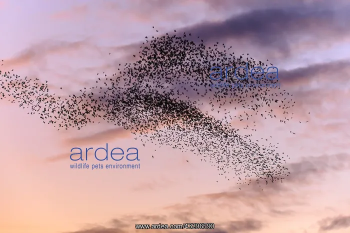 : 80189789 Starlings - in flight in the evening sky : 80189789 Starlings - in flight in the evening sky
