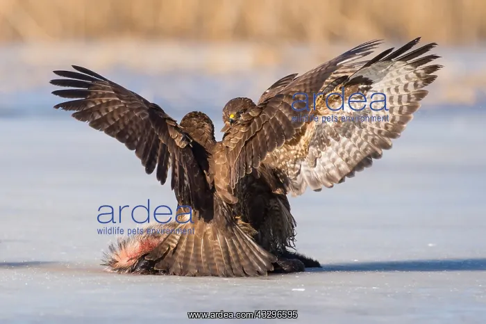 : 80189790 Buzzards Buteo buteo Agenzia Giornalistica : 80189790 Buzzards Buteo buteo Agenzia Giornalistica