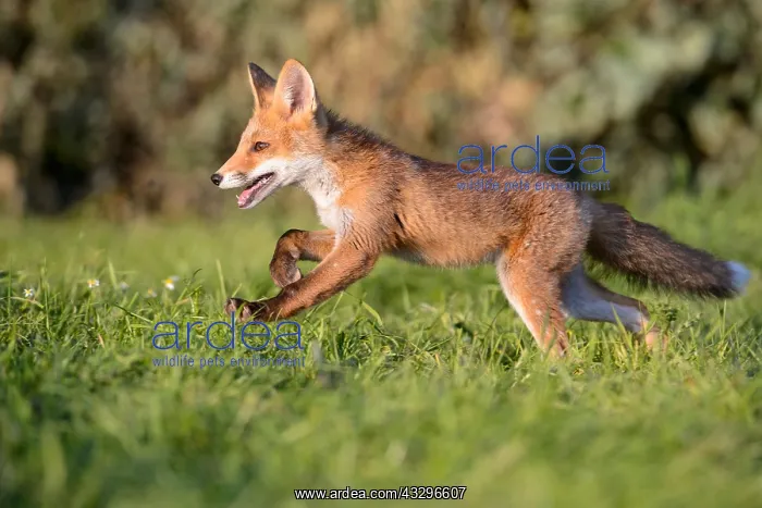 : 80189791 Red Fox Vulpes vulpes Agenzia Giornalistica : 80189791 Red Fox Vulpes vulpes Agenzia Giornalistica