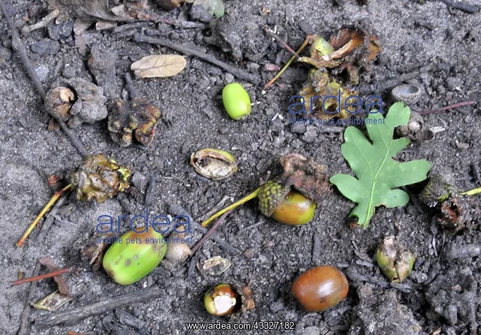 : 80190012 Knopper Galls - and acorns from Oak Quercus : 80190012 Knopper Galls - and acorns from Oak Quercus