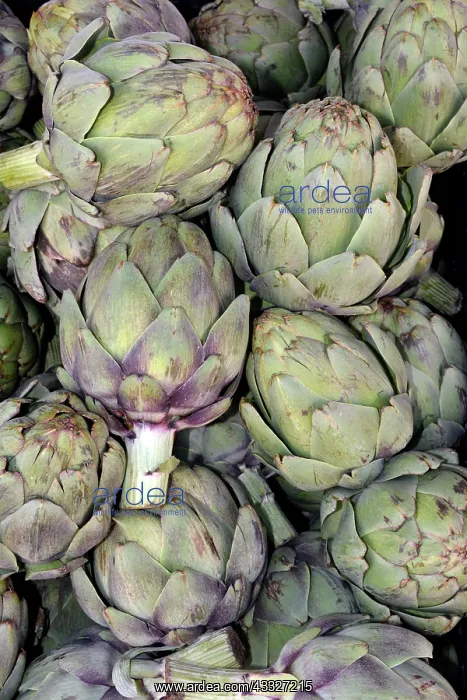 : 80190015 Globe Artichokes Cynara cardunculus Pat : 80190015 Globe Artichokes Cynara cardunculus Pat