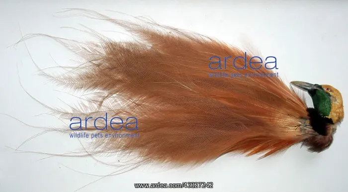 : 80190017 Bird of Paradise - Display plumes from : 80190017 Bird of Paradise - Display plumes from