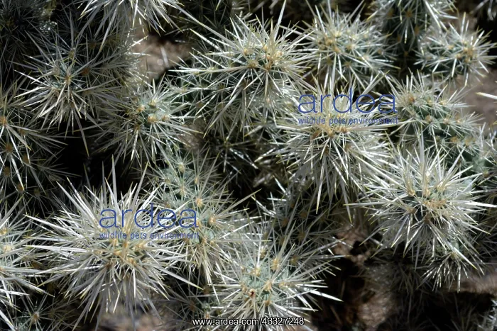 : 80190018 Cholla Cactus - spines Mojave Desert, southern : 80190018 Cholla Cactus - spines Mojave Desert, southern