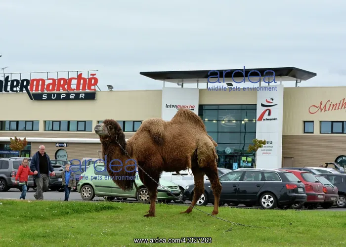 : 80190019 Camel - in French car park. Unexpected : 80190019 Camel - in French car park. Unexpected