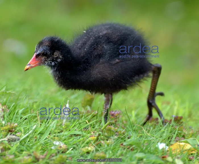 : 80190020 Moorhen - chick Gallinula chloropus Pat : 80190020 Moorhen - chick Gallinula chloropus Pat