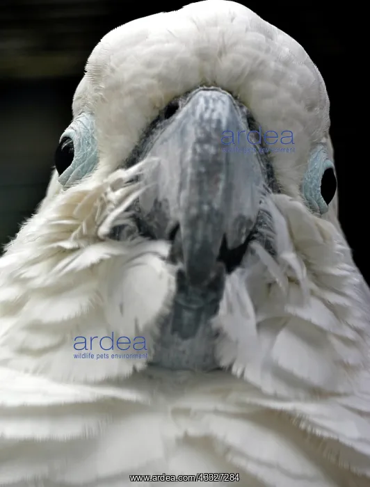 : 80190021 Cockatoo - portrait Australia Cacatua galerita : 80190021 Cockatoo - portrait Australia Cacatua galerita