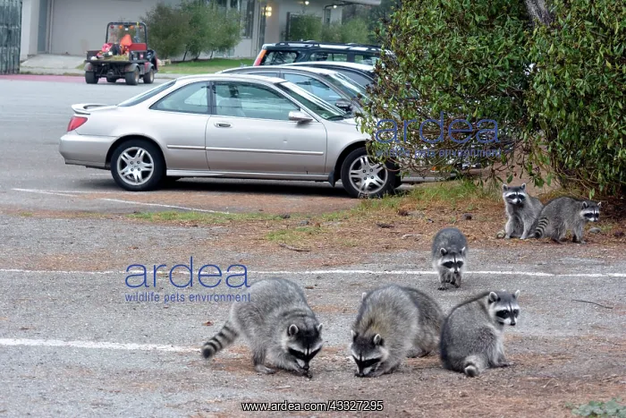 : 80190022 Raccoons - in Golf Club car park California : 80190022 Raccoons - in Golf Club car park California