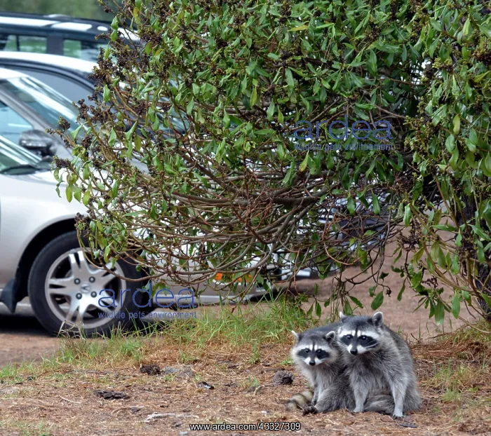  : 80190023 Raccoons - in Golf Club car park California