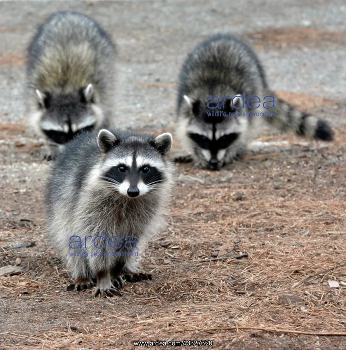 : 80190024 Raccoon - family - in Golf Club car park : 80190024 Raccoon - family - in Golf Club car park